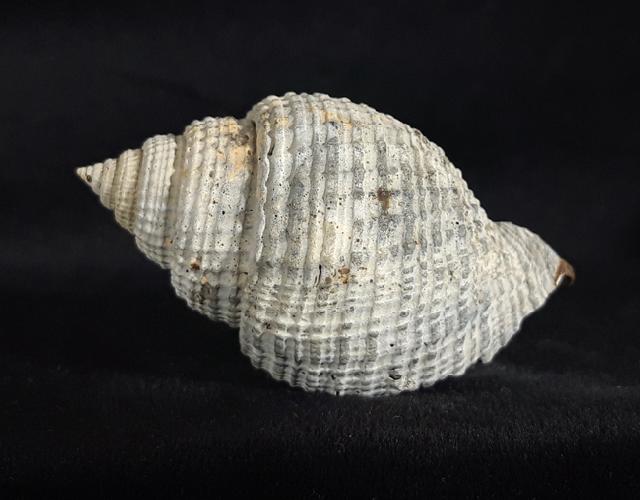 Cancellaria conradiana DALL 1890  - Bild © FossNet FossilienStore